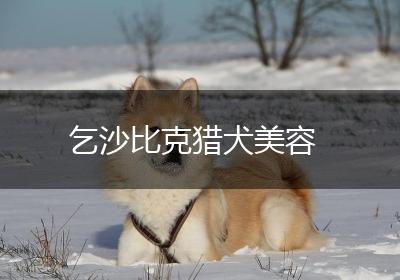 乞沙比克猎犬美容