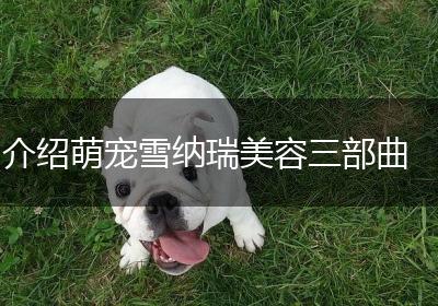 介绍萌宠雪纳瑞美容三部曲