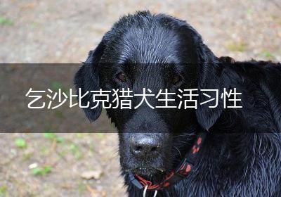 乞沙比克猎犬生活习性