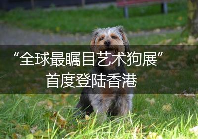 “全球最瞩目艺术狗展”首度登陆香港