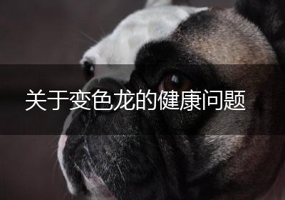 关于变色龙的健康问题