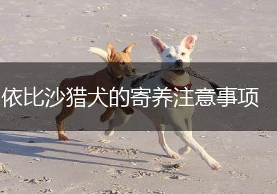 依比沙猎犬的寄养注意事项