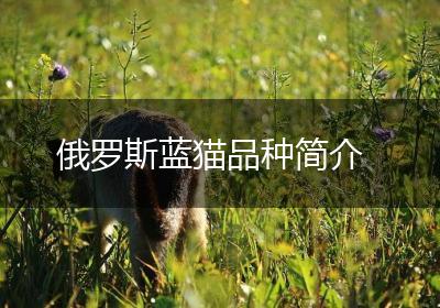 俄罗斯蓝猫品种简介