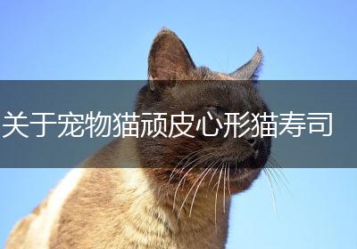 关于宠物猫顽皮心形猫寿司