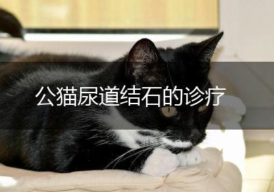 公猫尿道结石的诊疗
