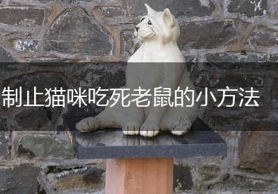 制止猫咪吃死老鼠的小方法