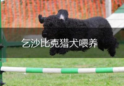 乞沙比克猎犬喂养