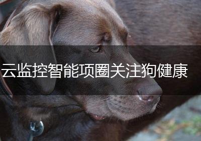 云监控智能项圈关注狗健康
