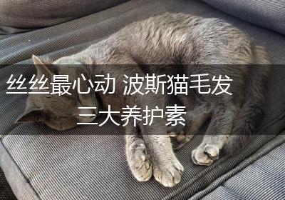 丝丝最心动 波斯猫毛发三大养护素