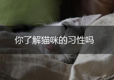 你了解猫咪的习性吗
