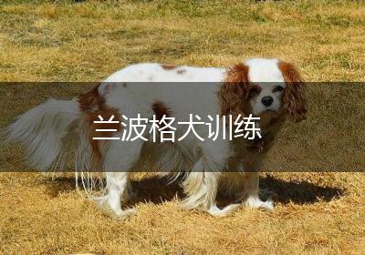 兰波格犬训练