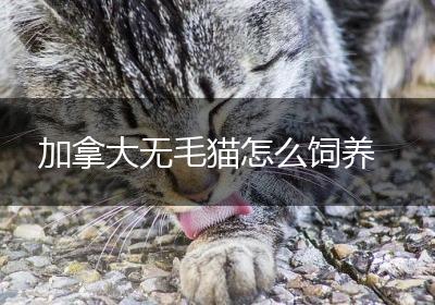 加拿大无毛猫怎么饲养