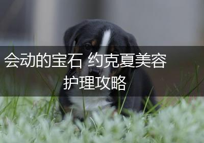 会动的宝石 约克夏美容护理攻略