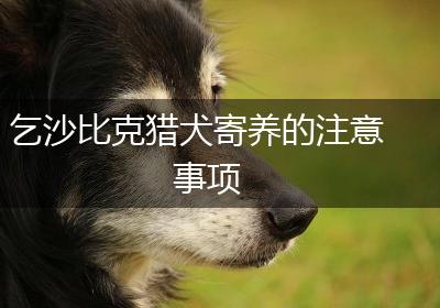 乞沙比克猎犬寄养的注意事项