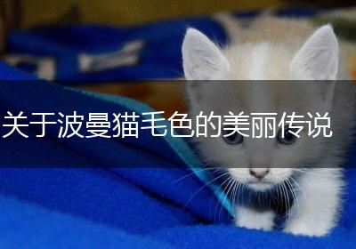 关于波曼猫毛色的美丽传说