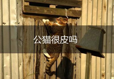 公猫很皮吗