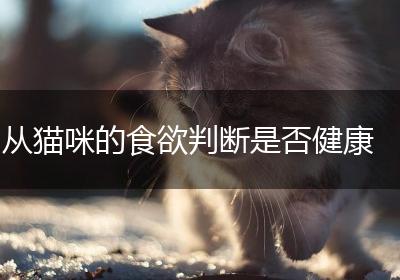 从猫咪的食欲判断是否健康