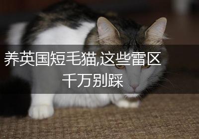 养英国短毛猫,这些雷区千万别踩