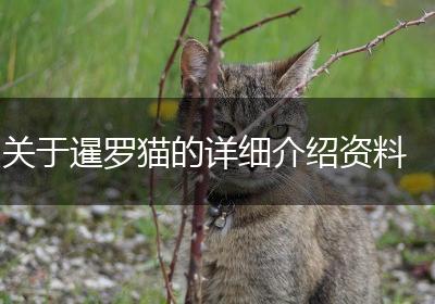 关于暹罗猫的详细介绍资料