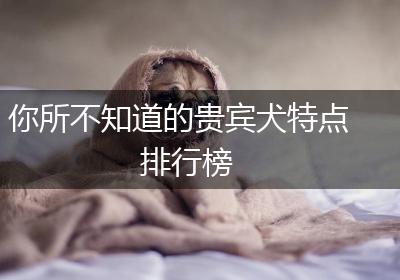 你所不知道的贵宾犬特点排行榜