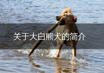 关于大白熊犬的简介