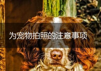 为宠物拍照的注意事项