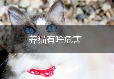 养猫有啥危害