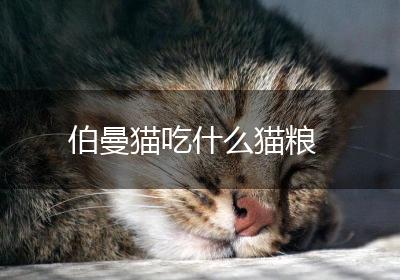 伯曼猫吃什么猫粮