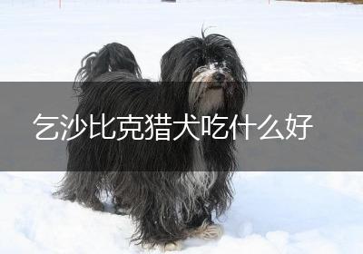 乞沙比克猎犬吃什么好