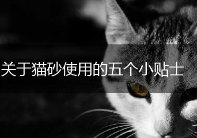 关于猫砂使用的五个小贴士