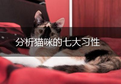 分析猫咪的七大习性