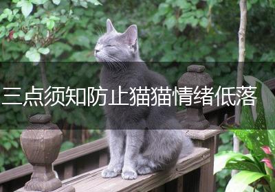 三点须知防止猫猫情绪低落