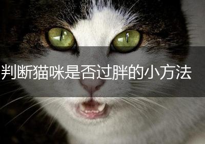 判断猫咪是否过胖的小方法