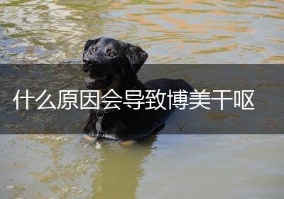 什么原因会导致博美干呕