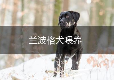 兰波格犬喂养