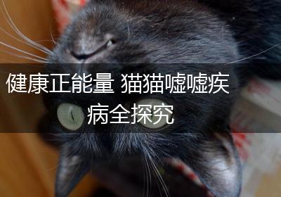 健康正能量 猫猫嘘嘘疾病全探究