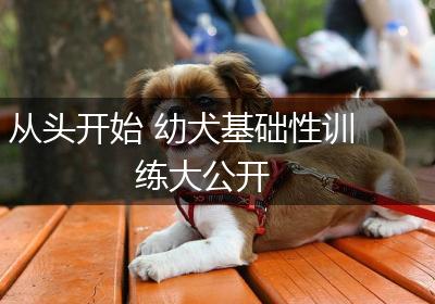 从头开始 幼犬基础性训练大公开