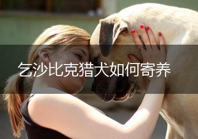 乞沙比克猎犬如何寄养