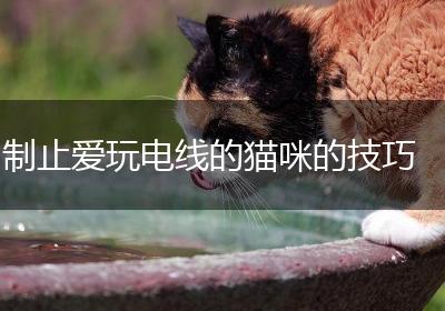 制止爱玩电线的猫咪的技巧
