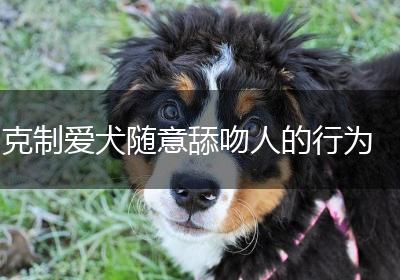 克制爱犬随意舔吻人的行为