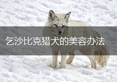 乞沙比克猎犬的美容办法