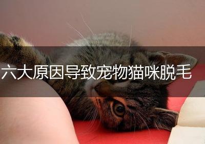六大原因导致宠物猫咪脱毛