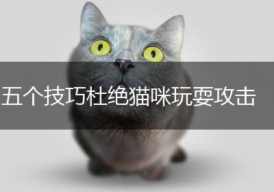 五个技巧杜绝猫咪玩耍攻击