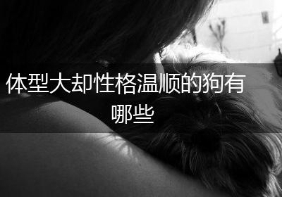 体型大却性格温顺的狗有哪些