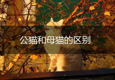 公猫和母猫的区别