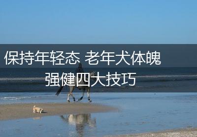 保持年轻态 老年犬体魄强健四大技巧