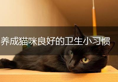 养成猫咪良好的卫生小习惯