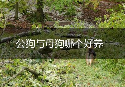 公狗与母狗哪个好养