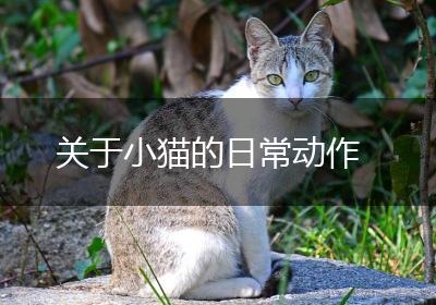 关于小猫的日常动作