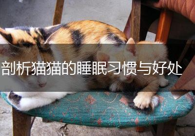剖析猫猫的睡眠习惯与好处